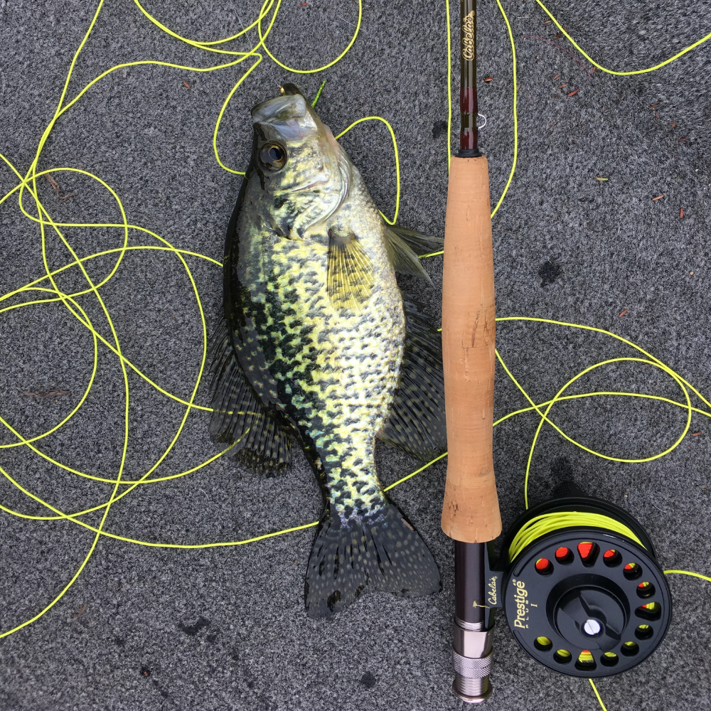 Inner Coastal Fishing for Surfperch Can be Exciting