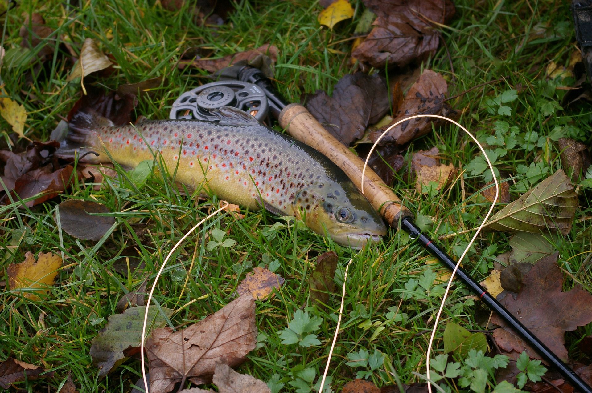 Trying to Catch Trout an Other Small to Medium Freshwater Fish - Check Out the 3-6 Weight Rods.