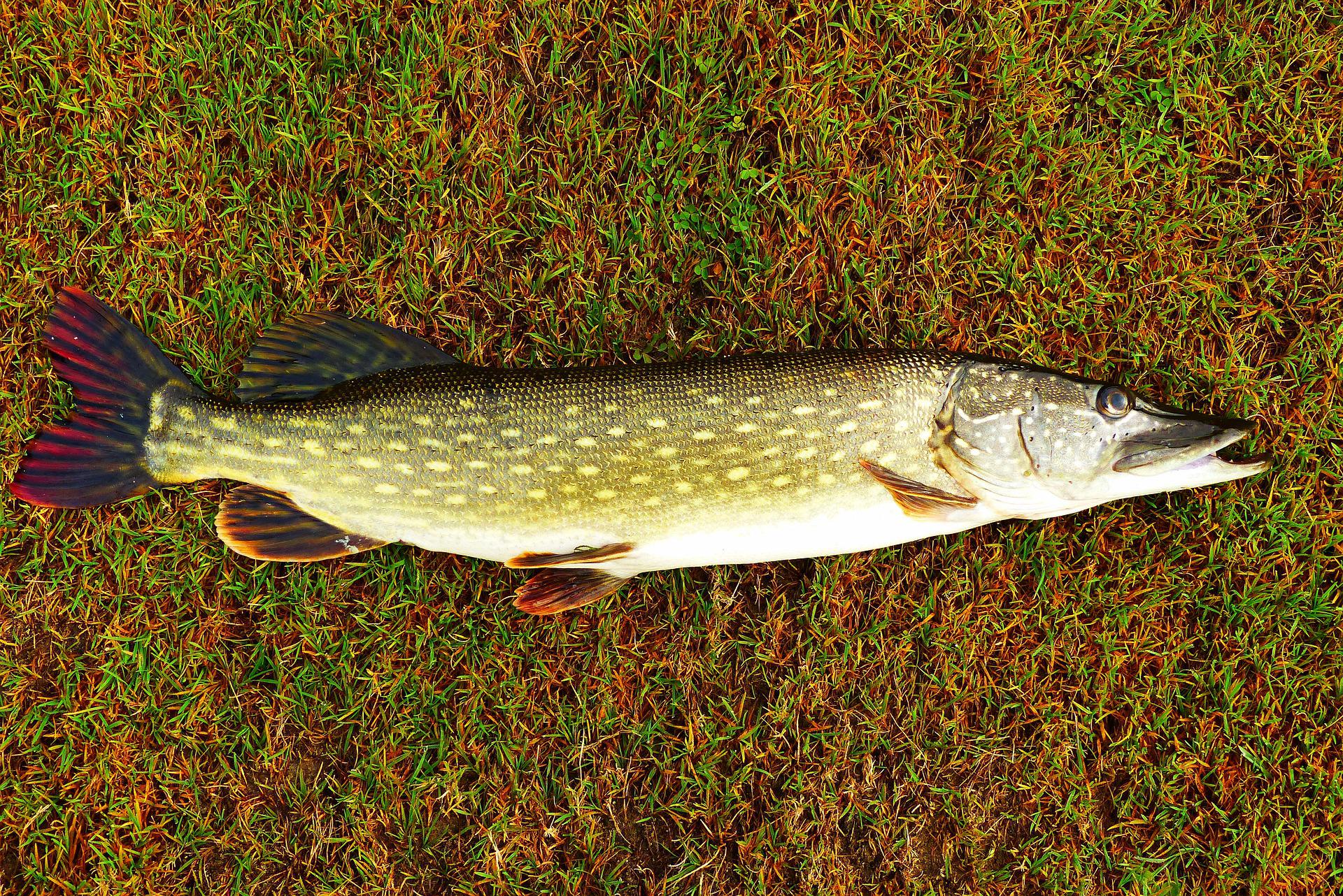 Looking for the Bigger Freshwater Predators - Check Out the 6-8 Weight Rods.